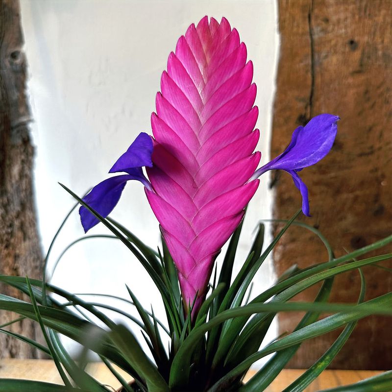 Pink Quill Plant