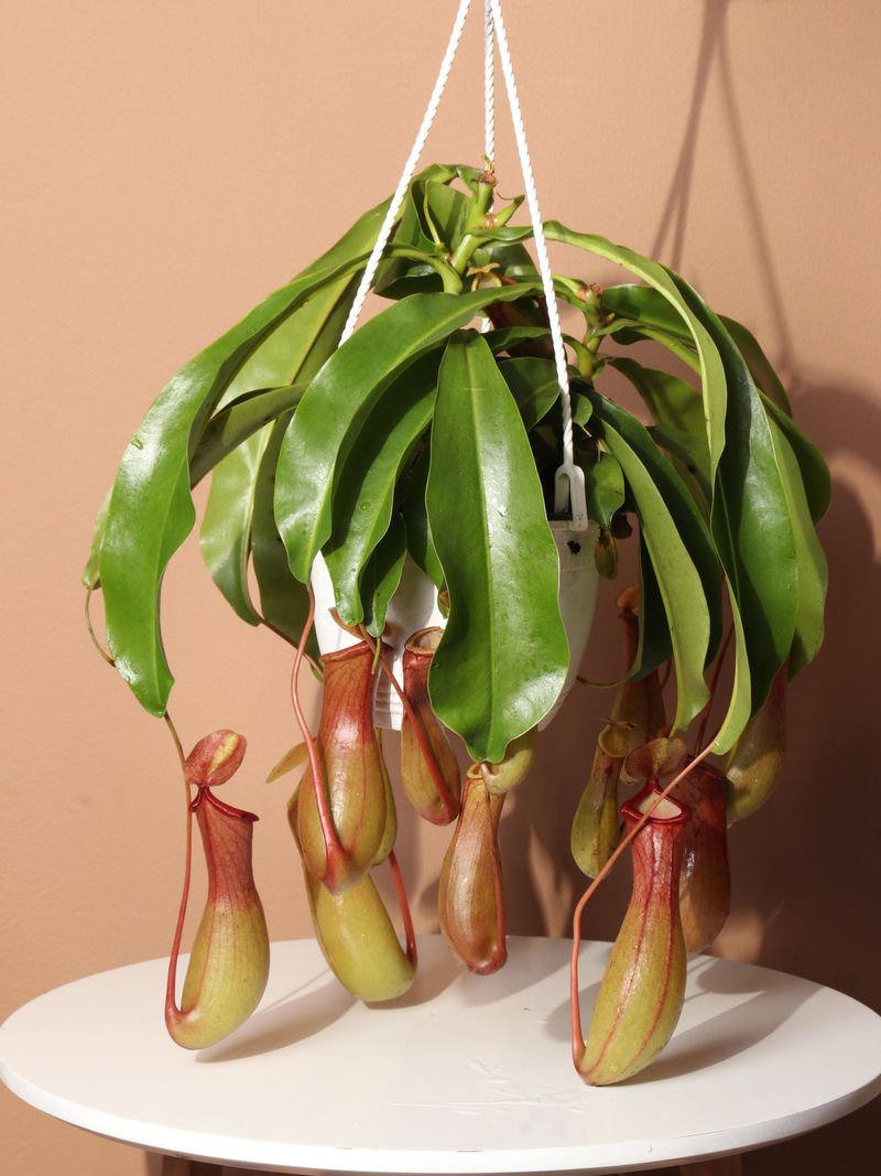 Pitcher Plant