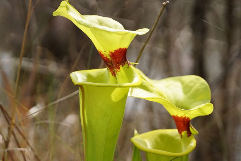 Pitcher Plant