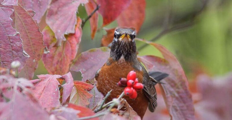 Plant 12 Bird-Friendly Trees and Watch Your Garden Come Alive