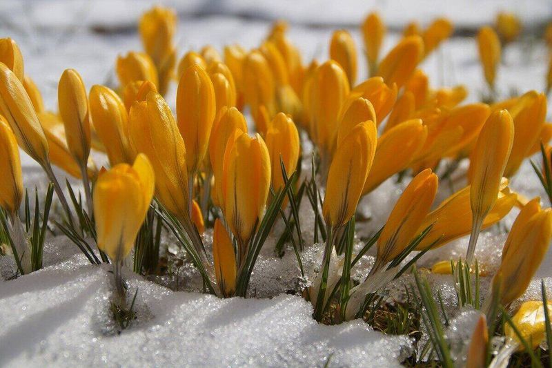 Plant Winter Bloomers