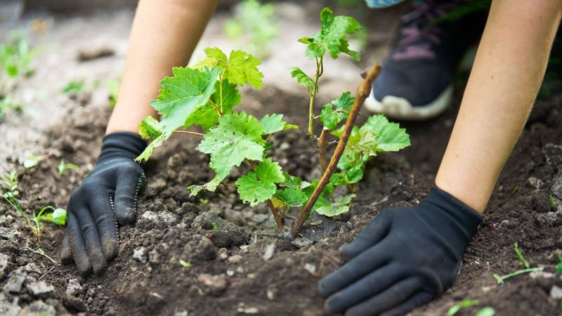 Planting Your Grapevines