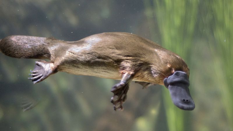 Platypuses