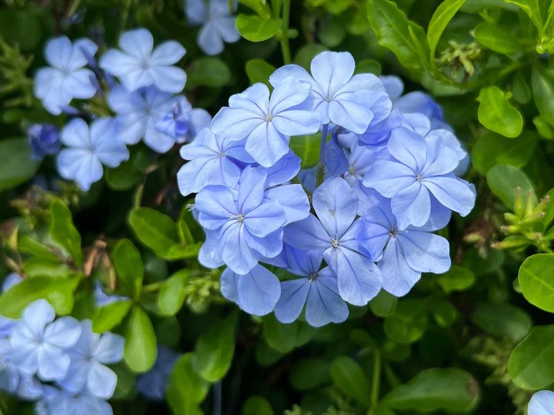 Plumbago