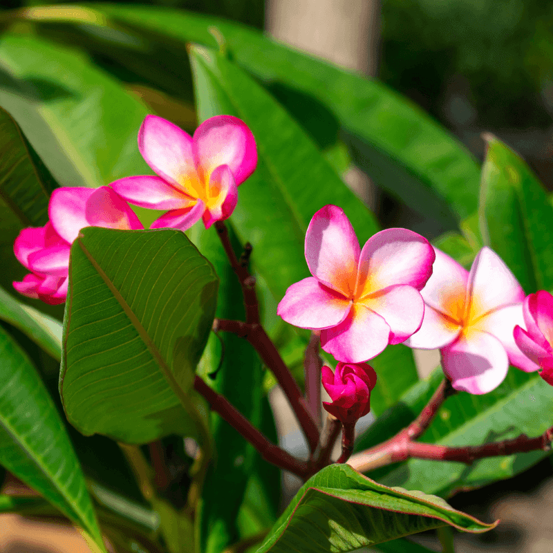 Plumeria (Plumeria rubra)