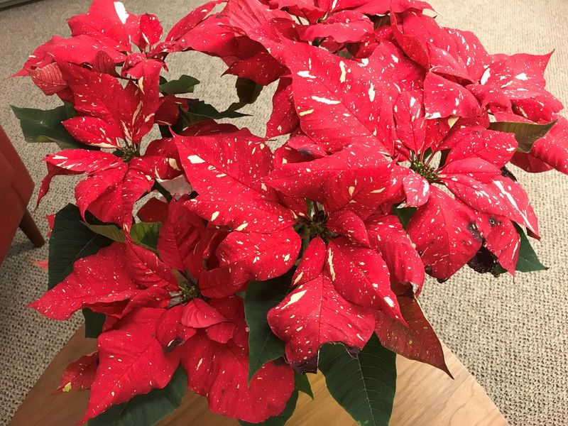 Poinsettia Day Celebration