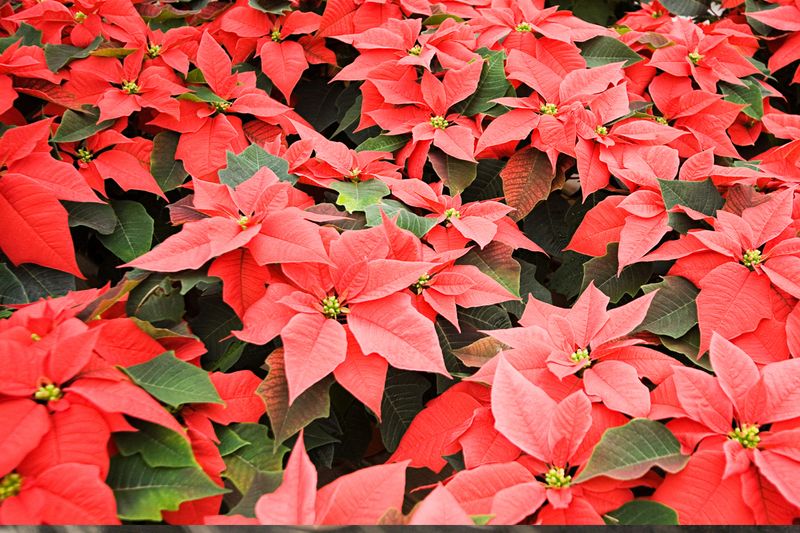 Poinsettias are Poisonous