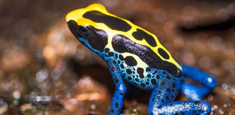 Poison Dart Frog