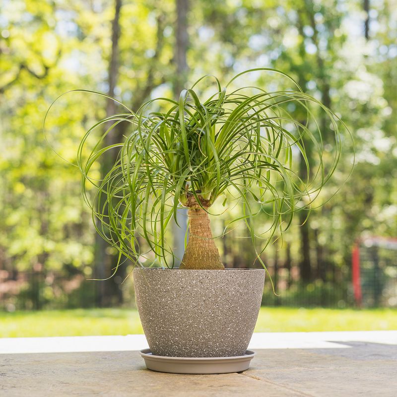 Ponytail Palm