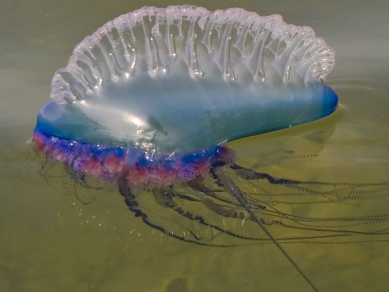 Portuguese Man O’ War