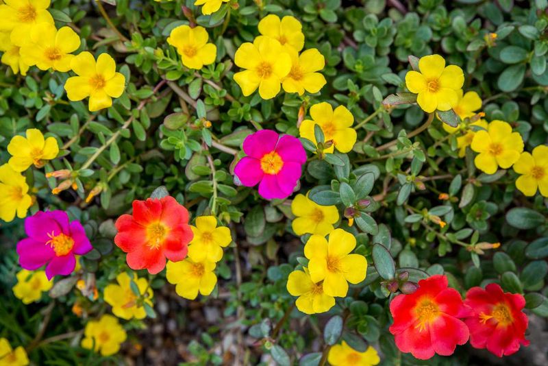 Portulaca