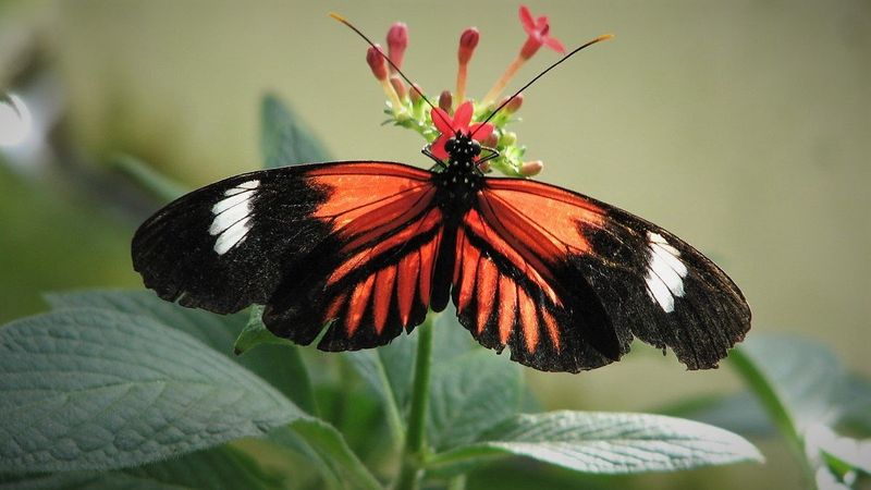 Postman Butterfly