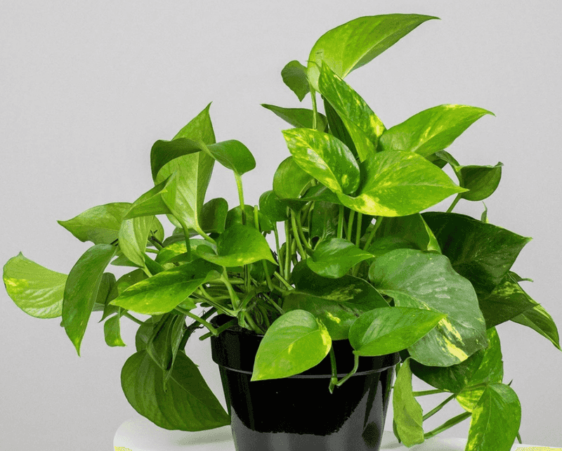 Pothos (Epipremnum aureum)