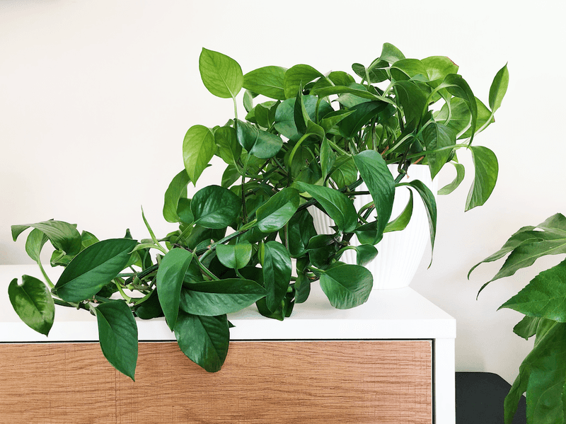 Pothos Popularity