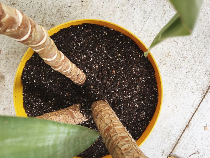 Potting and Repotting