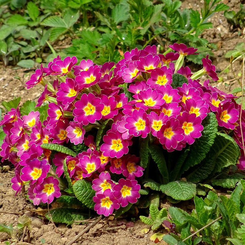 Primrose