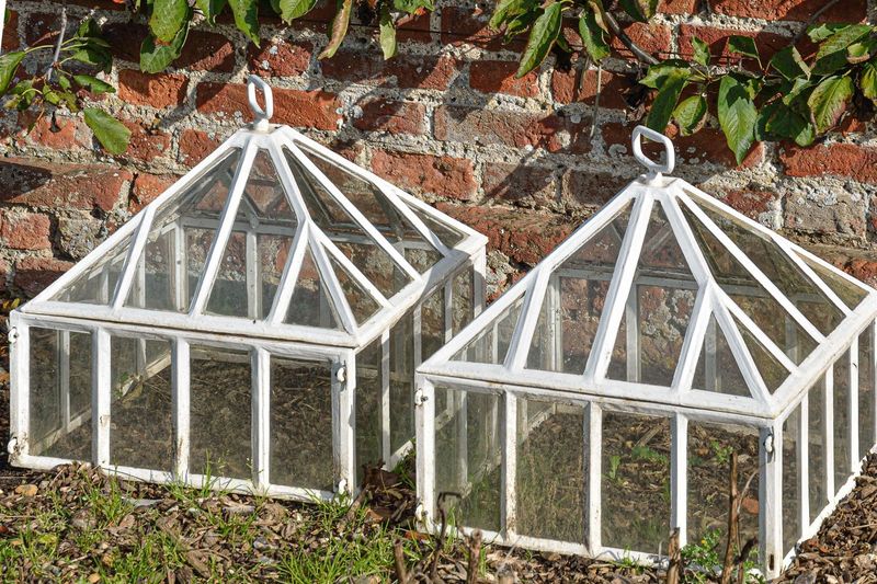 Protect Plants with Cloches