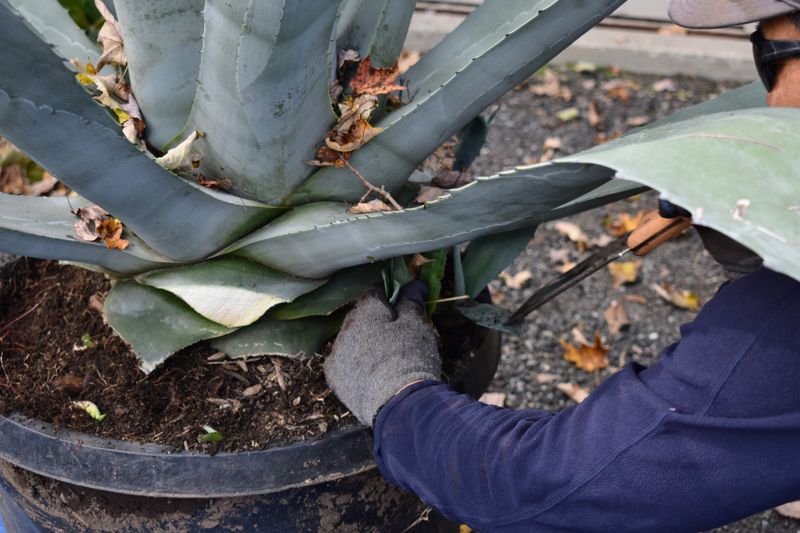 Prune Damaged Leaves