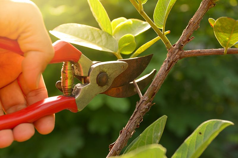 Prune for Better Growth