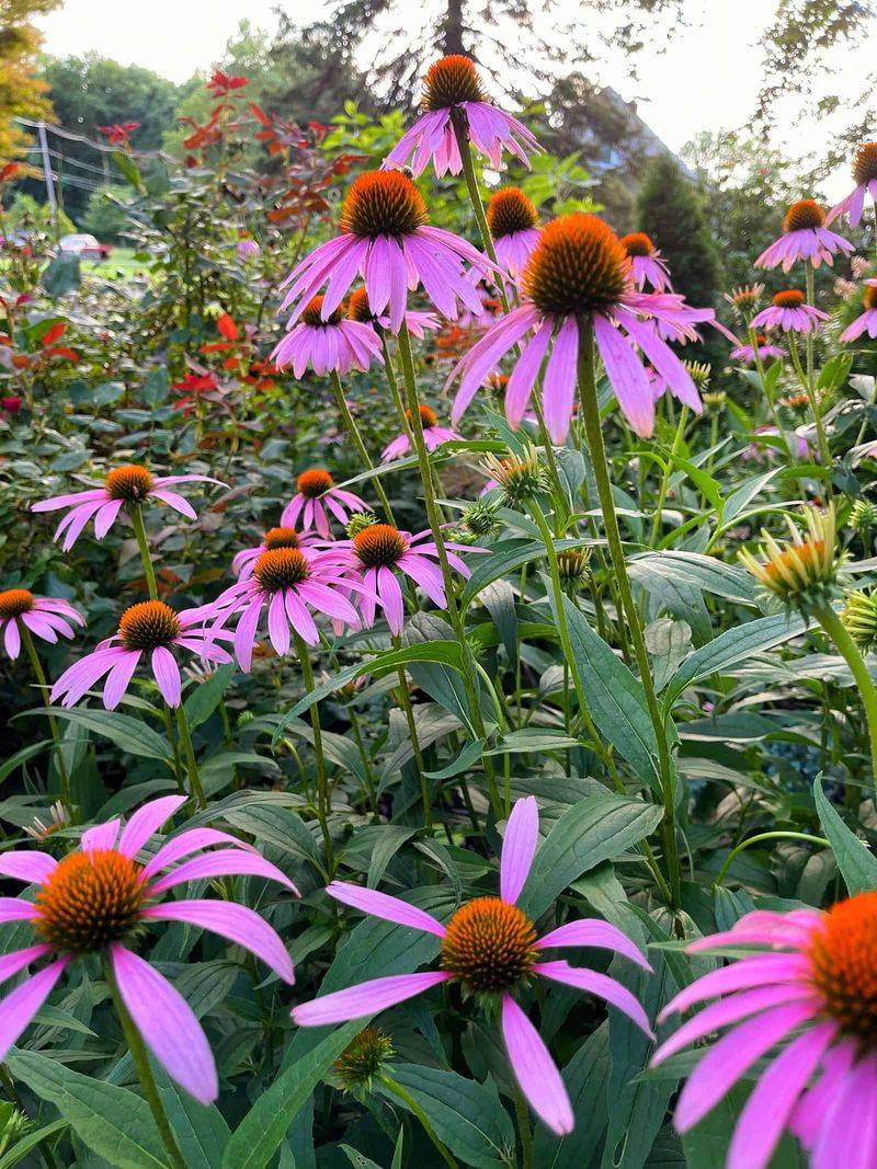 Purple Coneflower