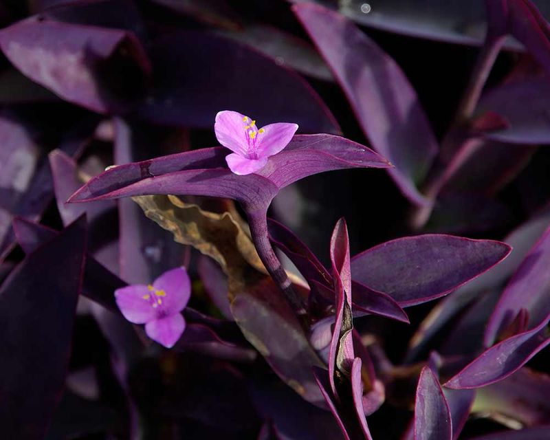 Purple Heart Plant