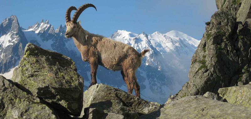 Pyrenean Ibex