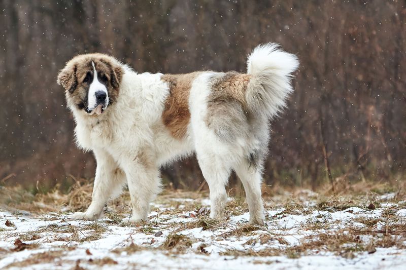 Pyrenean Mastiff