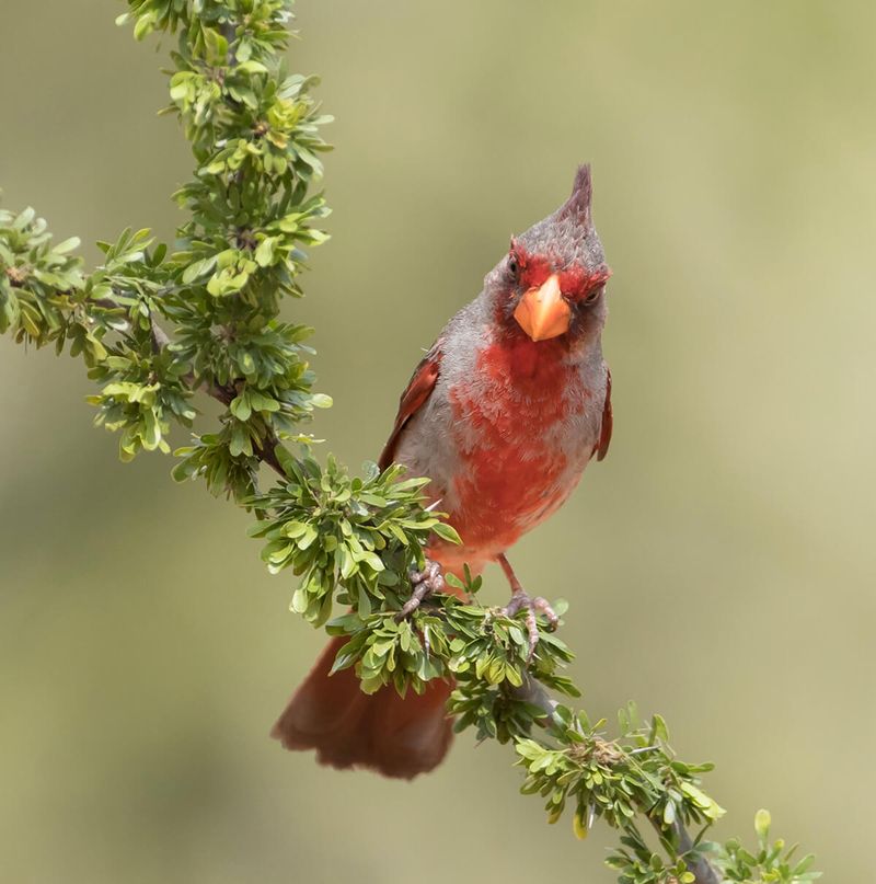 Pyrrhuloxia