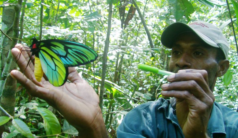 Queen Alexandra's Birdwing