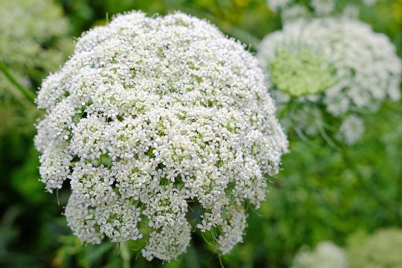 Queen Anne's Lace