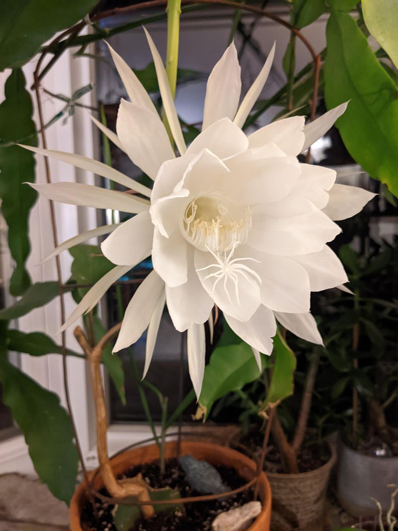 Queen of the Night (Epiphyllum oxypetalum)