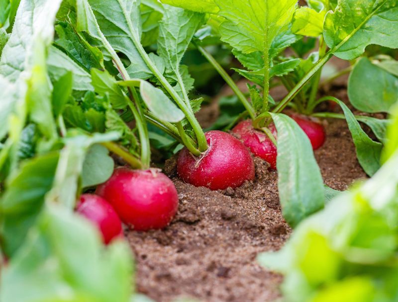 Radishes