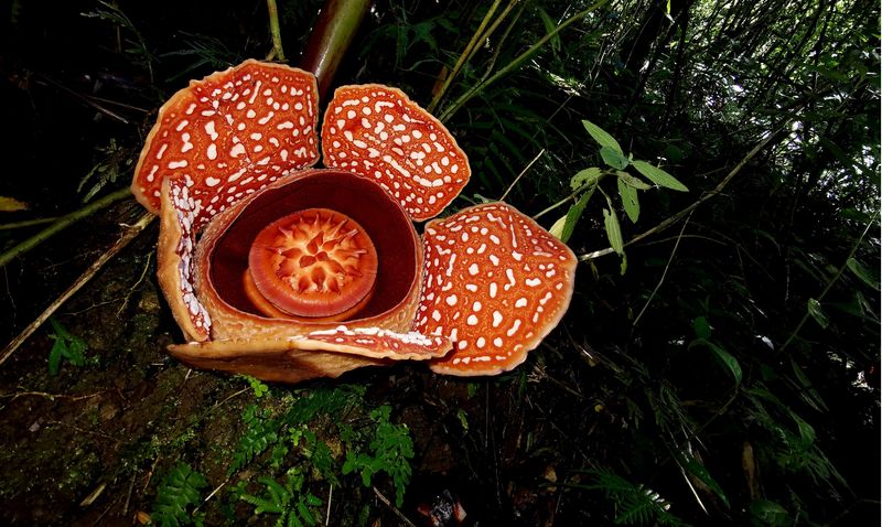 Rafflesia Flower