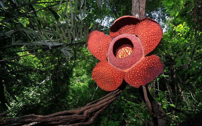 Rafflesia arnoldii