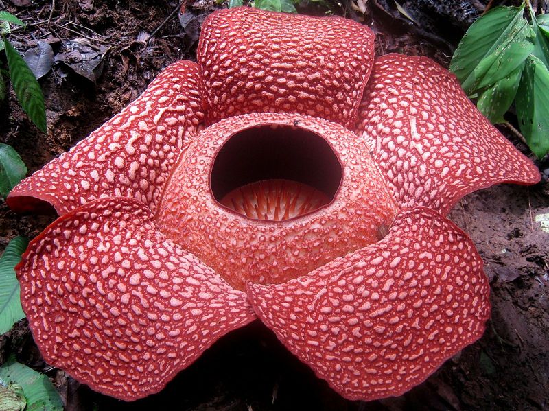 Rafflesia