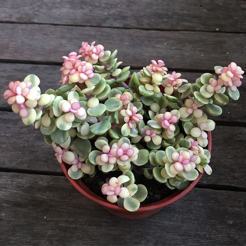 Rainbow Elephant Bush