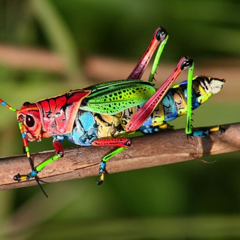 Rainbow Grasshopper