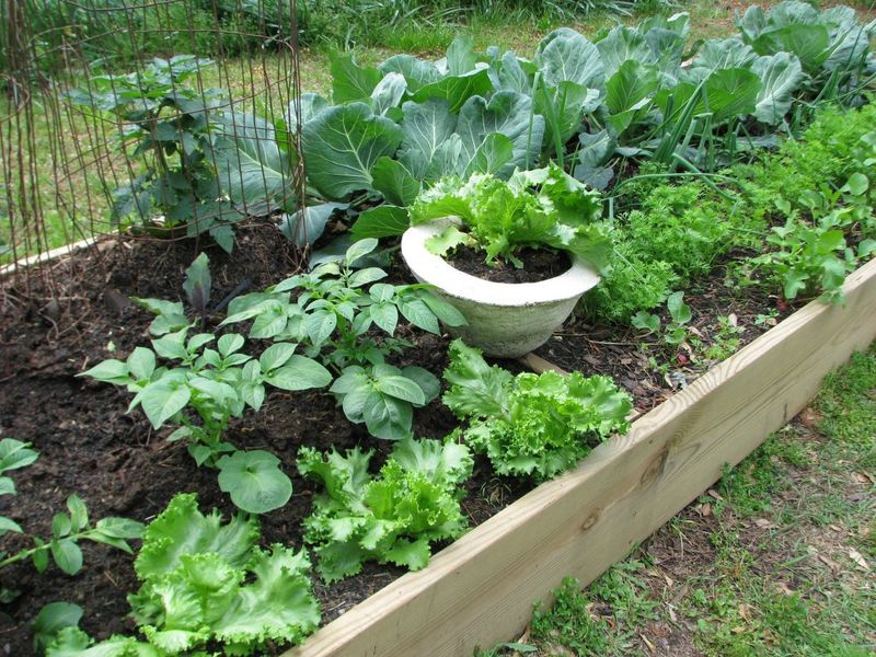 Raised Garden Beds