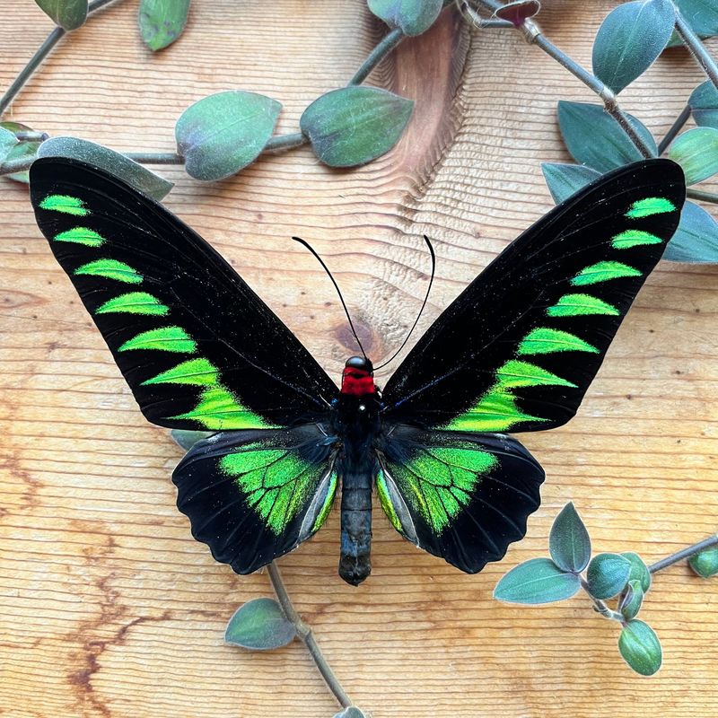 Rajah Brooke's Birdwing