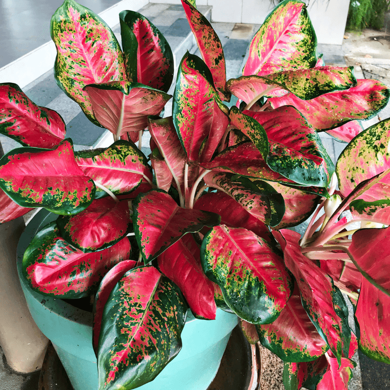 Red Aglaonema