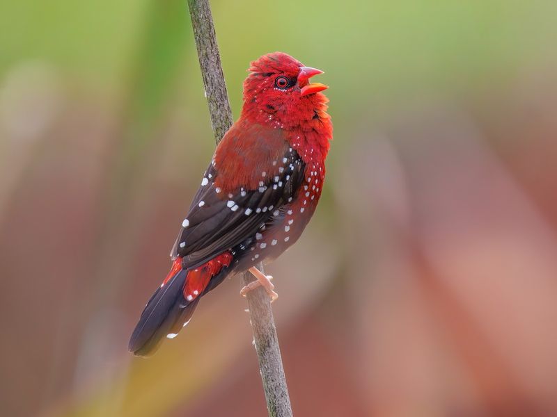 Red Avadavat