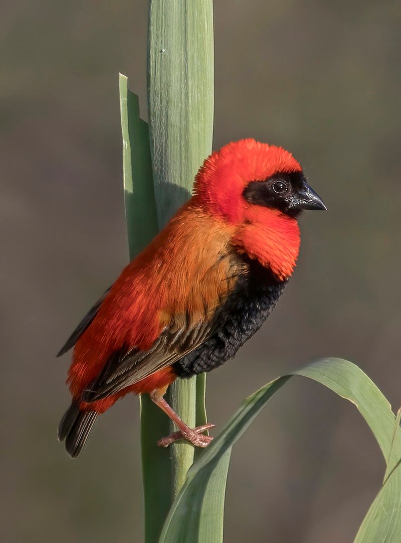 Red Bishop