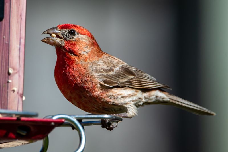 Red-Headed Finch