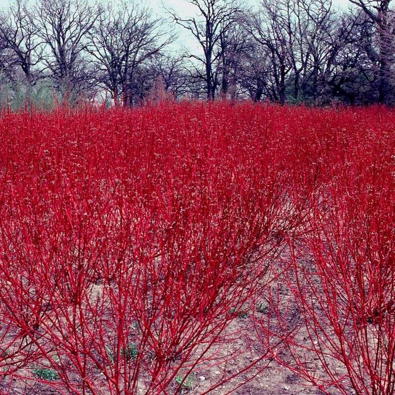 Red Osier Dogwood