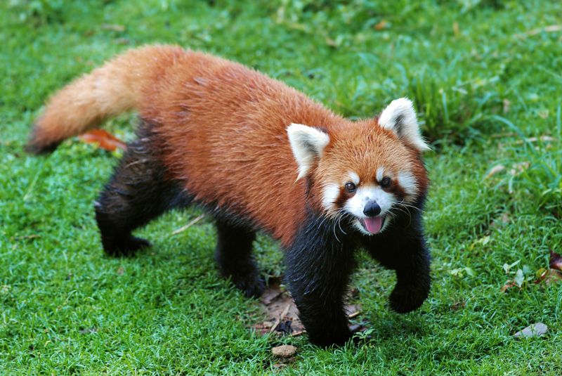 Red Panda