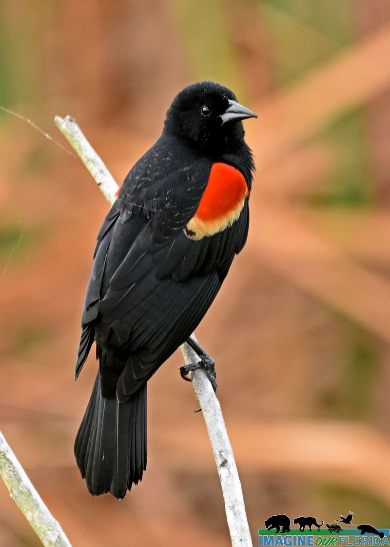 Red-Winged Blackbird