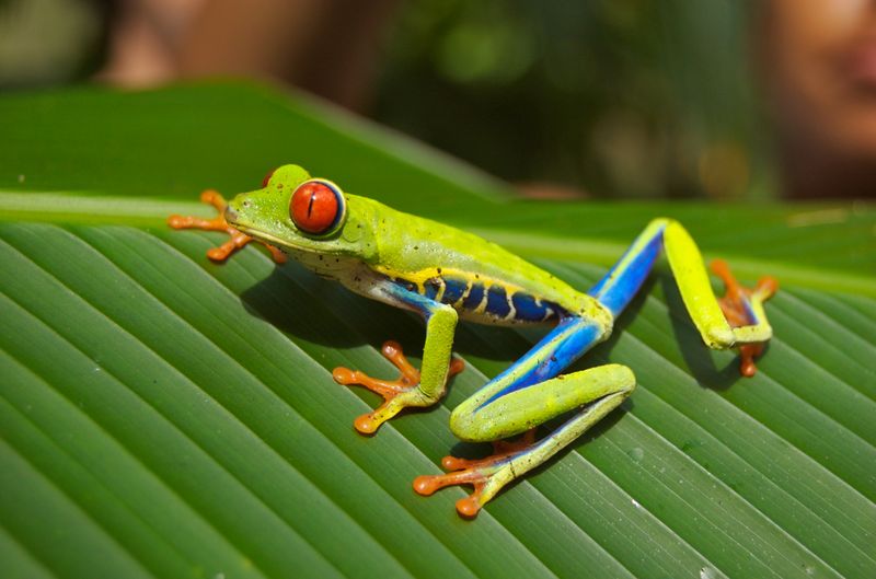 Red-eyed Tree Frog