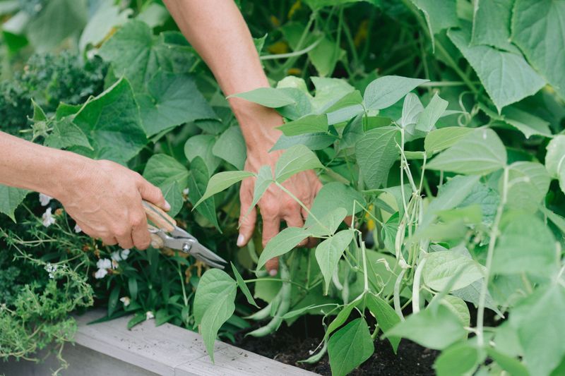 Regular Pruning Practices