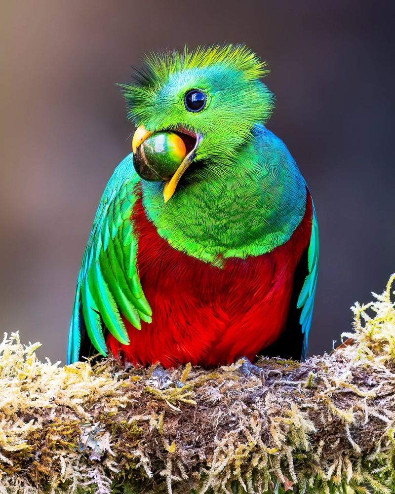 Resplendent Quetzal