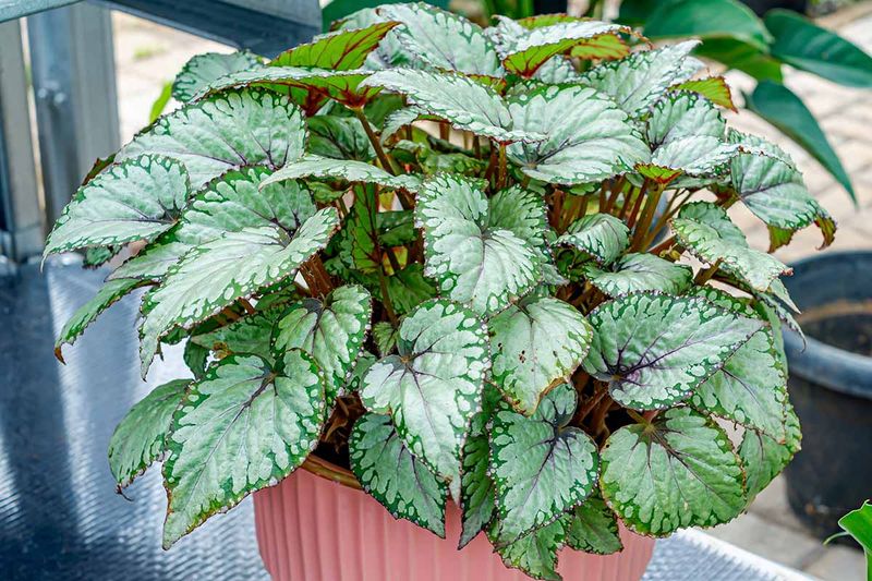 Rex Begonia